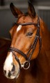 LM Arika Flash Bridle